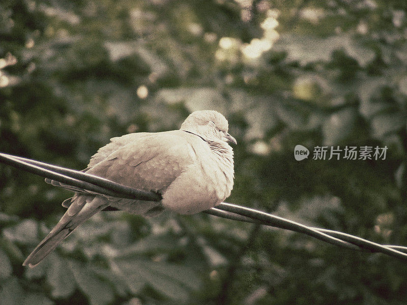 熟睡的环颈鸽子(Streptopelia Capicola) -佳酿